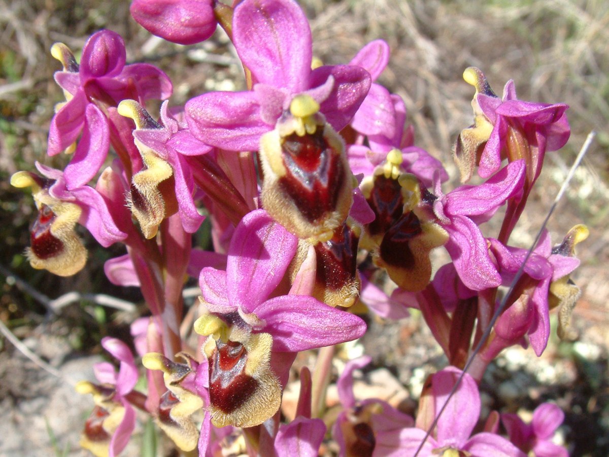 Ultime orchidee per quest''anno - Dalla Grecia con passione